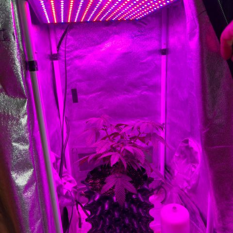 Slurri-Lato growlog timeline photo