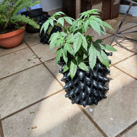 Slurri-Lato growlog photo: Trasplante a maceta de 6 l