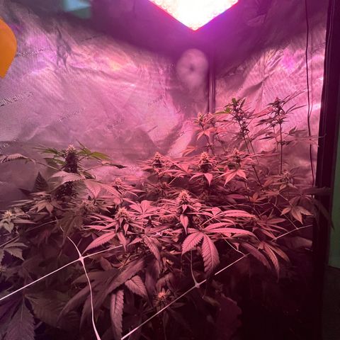 Cookie growlog photo: Terminando 5a semana de floración