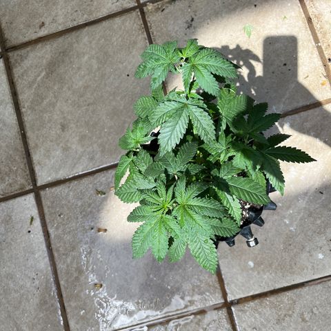 Slurri-Lato growlog photo: Trasplante a maceta de 6 l