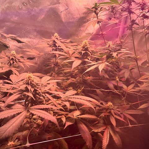 Cookie growlog photo: Terminando 5a semana de floración
