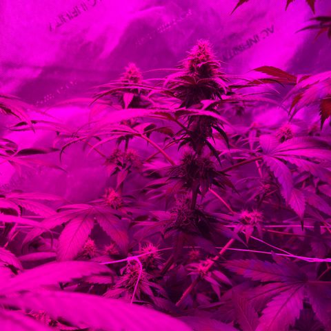Cookie growlog timeline photo