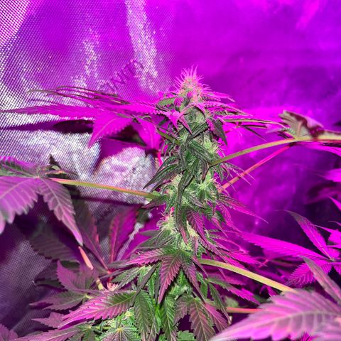 Cookie growlog photo: Terminando 5a semana de floración