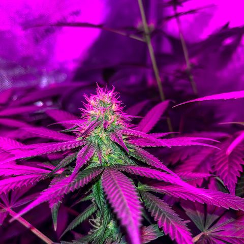 Cookie growlog photo: Terminando 5a semana de floración