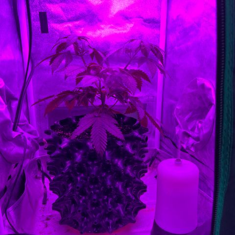 Slurri-Lato growlog photo: Trasplante a maceta de 6 l