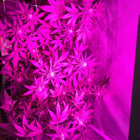 Cookie growlog timeline photo