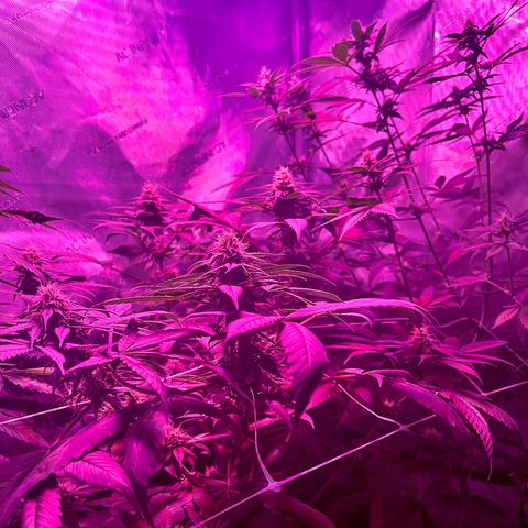 Cookie growlog photo: Terminando 5a semana de floración