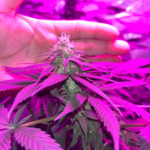 Cookie growlog photo: Terminando 5a semana de floración