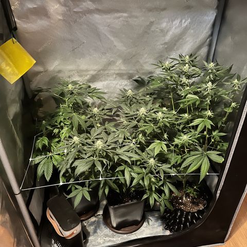 Cookie growlog photo: Terminando 5a semana de floración