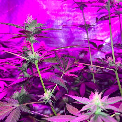 Cookie growlog photo: Terminando 5a semana de floración
