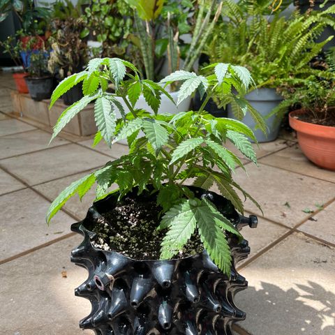 Slurri-Lato growlog photo: Trasplante a maceta de 6 l