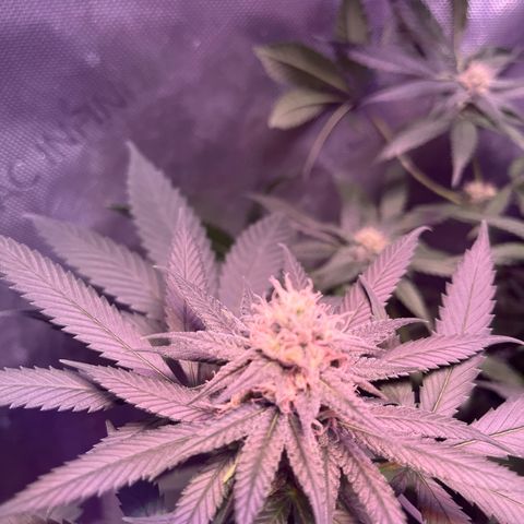 Cookie growlog photo: Iniciando la sexta semana  de floración 