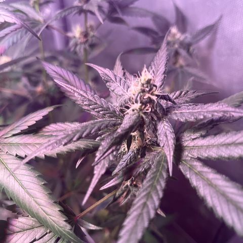 Cookie growlog photo: Iniciando la sexta semana  de floración 