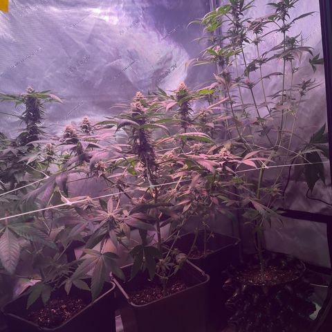 Cookie growlog photo: Iniciando la sexta semana  de floración 