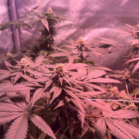 Cookie growlog photo: Iniciando la sexta semana  de floración 