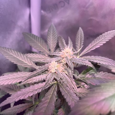 Cookie growlog photo: Iniciando la sexta semana  de floración 