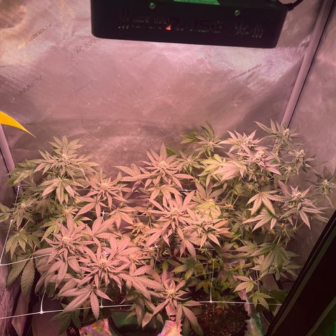 Cookie growlog photo: Iniciando la sexta semana  de floración 