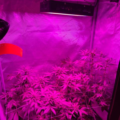 Cookie growlog photo: Iniciando la sexta semana  de floración 
