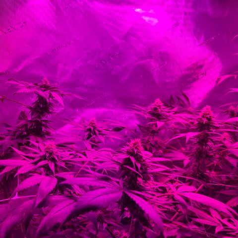 Cookie growlog photo: Iniciando la sexta semana  de floración 