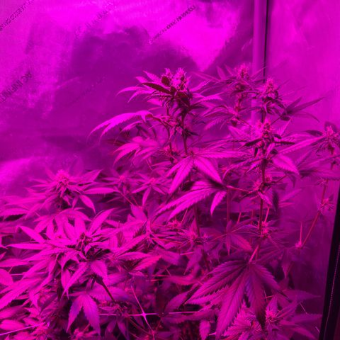 Cookie growlog photo: Iniciando la sexta semana  de floración 