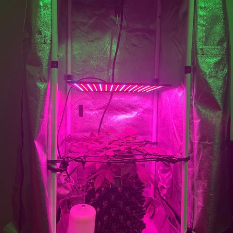 Slurri-Lato growlog photo: Respondió bien al trasplante. Se comienza con entrenamiento scrog 