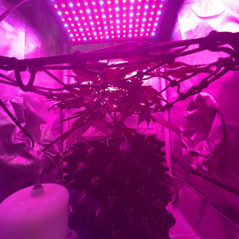 Slurri-Lato growlog photo: Respondió bien al trasplante. Se comienza con entrenamiento scrog 
