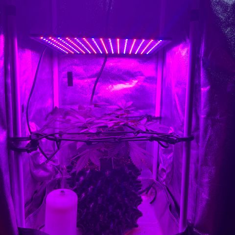 Slurri-Lato growlog photo: Respondió bien al trasplante. Se comienza con entrenamiento scrog 