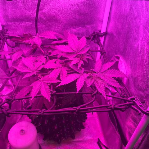 Slurri-Lato growlog photo: Respondió bien al trasplante. Se comienza con entrenamiento scrog 