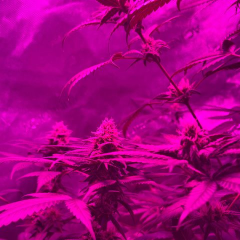 Cookie growlog timeline photo