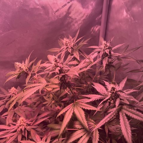 Cookie growlog timeline photo