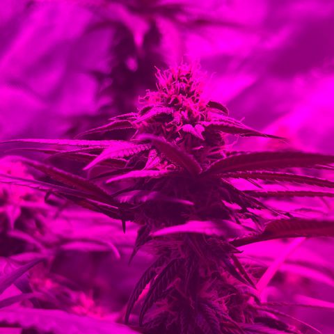 Cookie growlog timeline photo