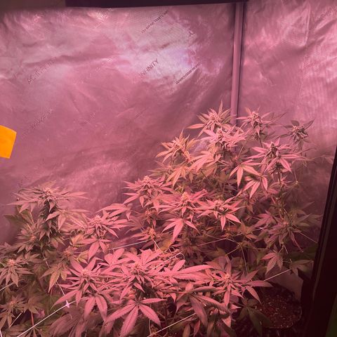 Cookie growlog timeline photo