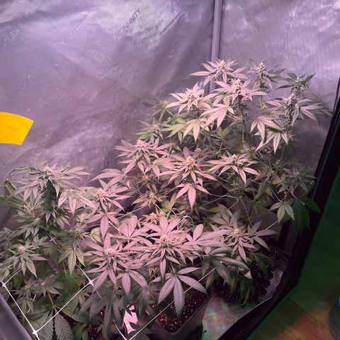 Cookie growlog timeline photo