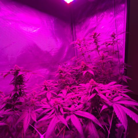 Cookie growlog timeline photo