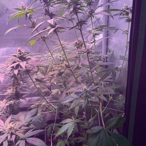Cookie growlog timeline photo
