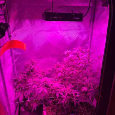 Cookie growlog timeline photo