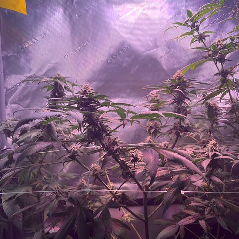Cookie growlog timeline photo