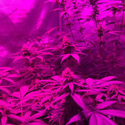 Cookie growlog timeline photo