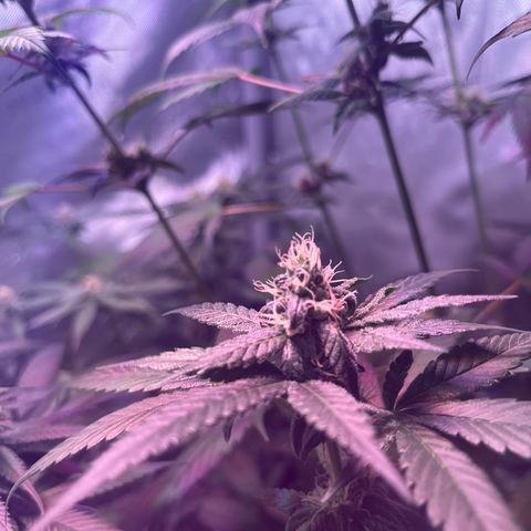 Cookie growlog timeline photo