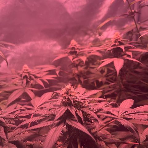 Cookie growlog timeline photo