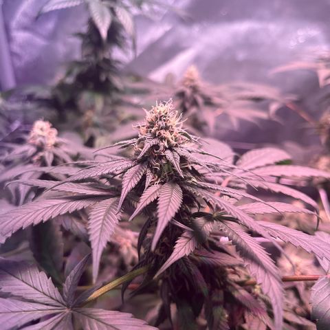 Cookie growlog timeline photo