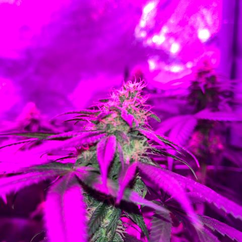 Cookie growlog photo: Semana 7 de floración