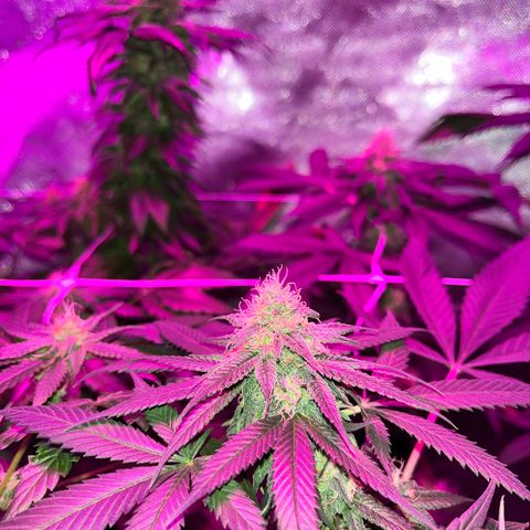 Cookie growlog photo: Semana 7 de floración