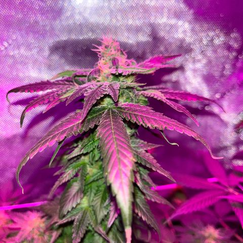 Cookie growlog photo: Semana 7 de floración