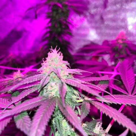 Cookie growlog photo: Semana 7 de floración