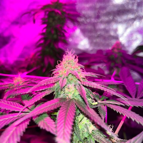 Cookie growlog photo: Semana 7 de floración