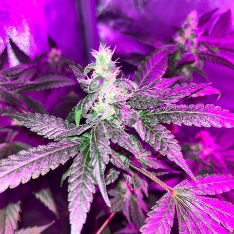 Cookie growlog photo: Semana 7 de floración