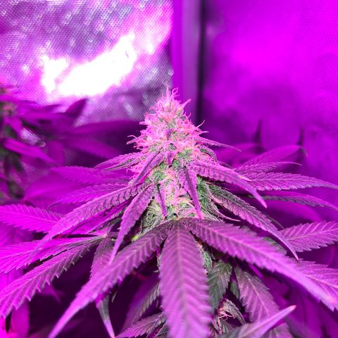 Cookie growlog photo: Semana 7 de floración