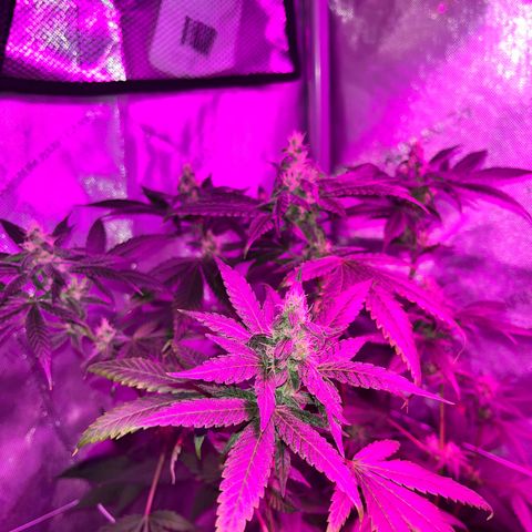 Cookie growlog photo: Semana 7 de floración