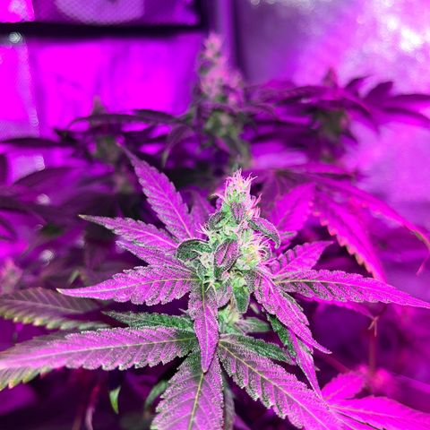 Cookie growlog photo: Semana 7 de floración